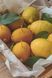 Lemon Candle Made of Beeswax &ndash; Handmade, CITRON-BW-01