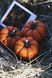 Pumpkin candle made of beeswax &ndash; handmade decorative candle, DS-VV-10