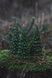 Christmas Tree Candle